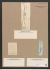 Pleurosigma sulcatum Grun. (de-Toni-Nr.: Genus 13, Species 1060) Zeichnungen Sammlung Grunow Nr. 1907 (NHMW-BOT-W0369029)